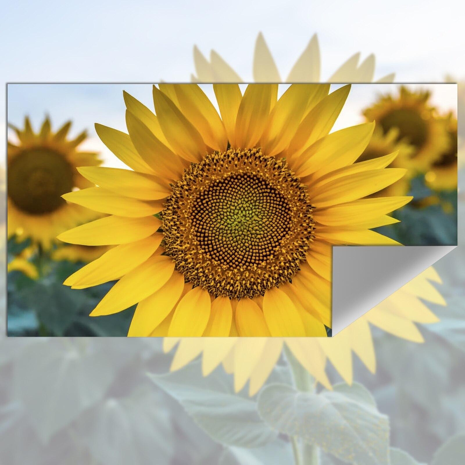 Schermo di proiezione tessuto  - Projector Screen 100 Inch recensione e prezzo